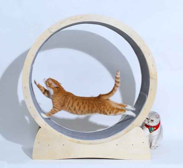 Cat Exercise Wheel – Modern Minimalist Fitness Wheel for Cats